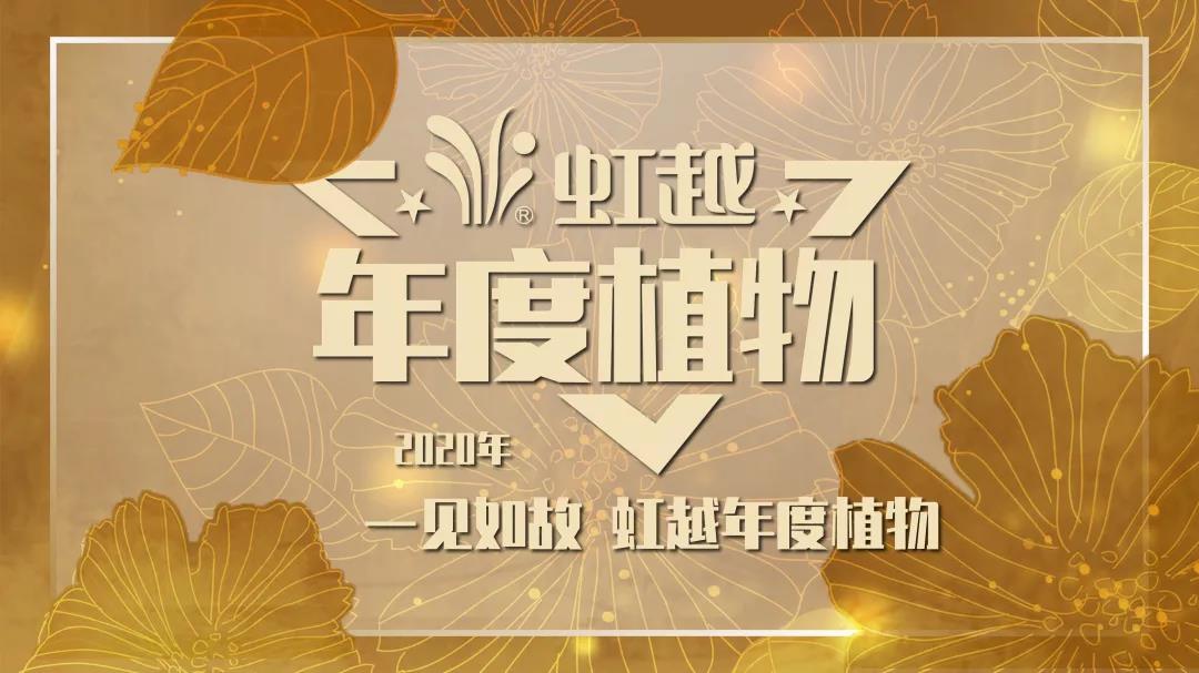 你好哇，2020赢彩吧859cc年度植物！